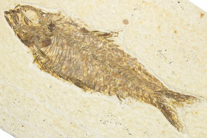 Detailed Fossil Fish (Knightia) - Wyoming #333957
